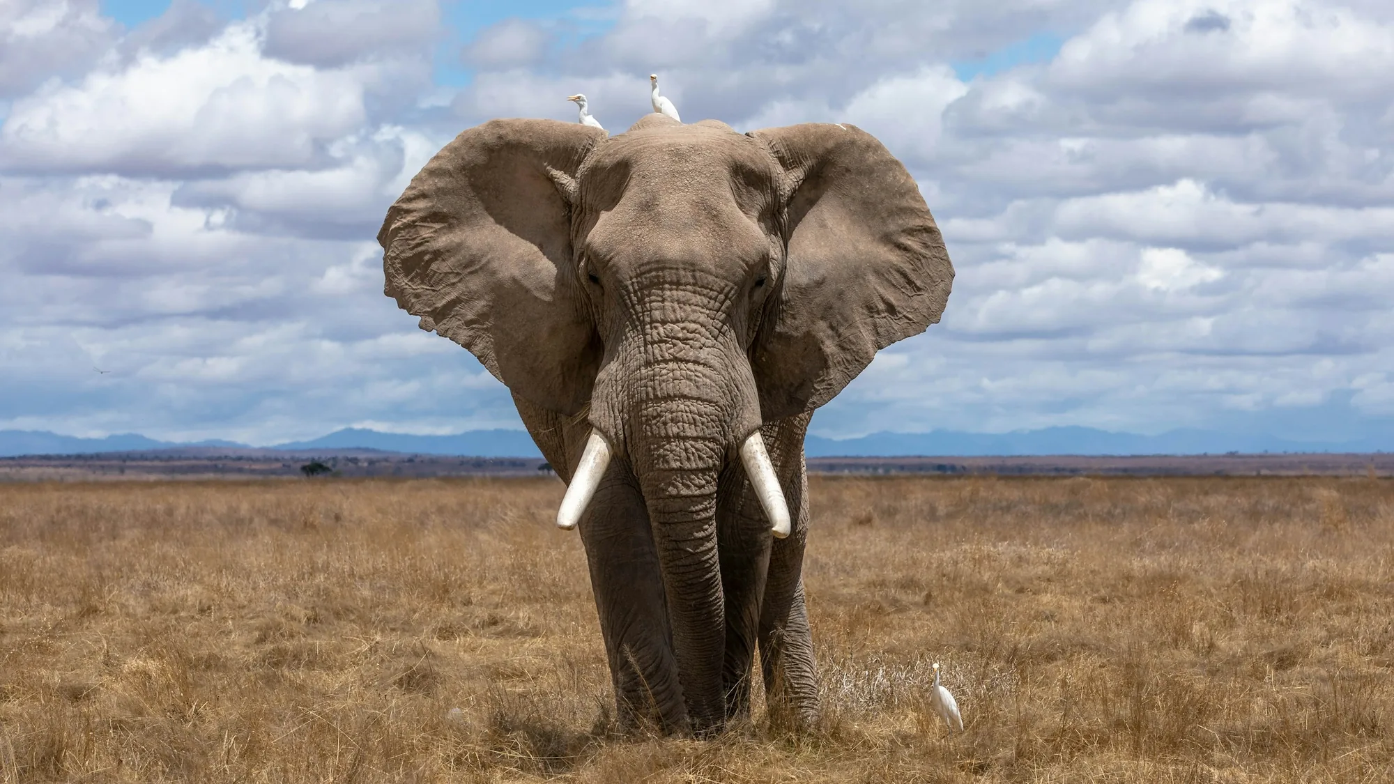 Wildlife Safari