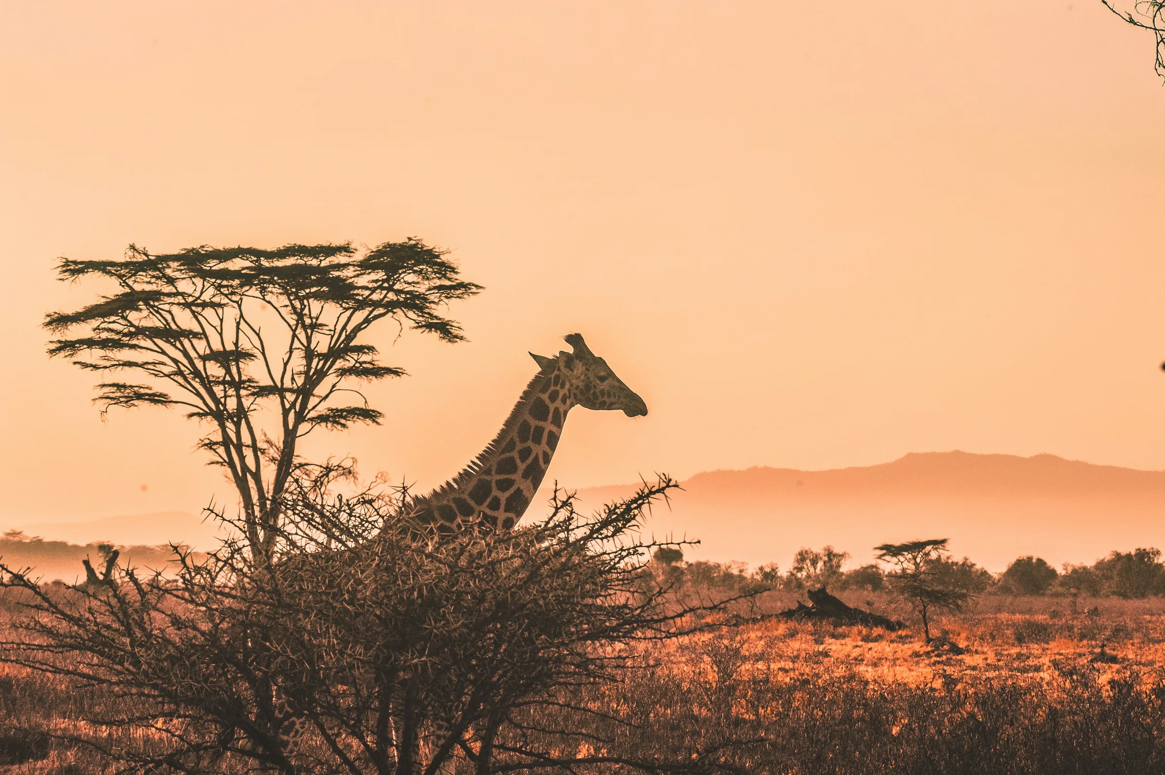 A giraffe silhouetted against an orange sunset beneath an acacia tree