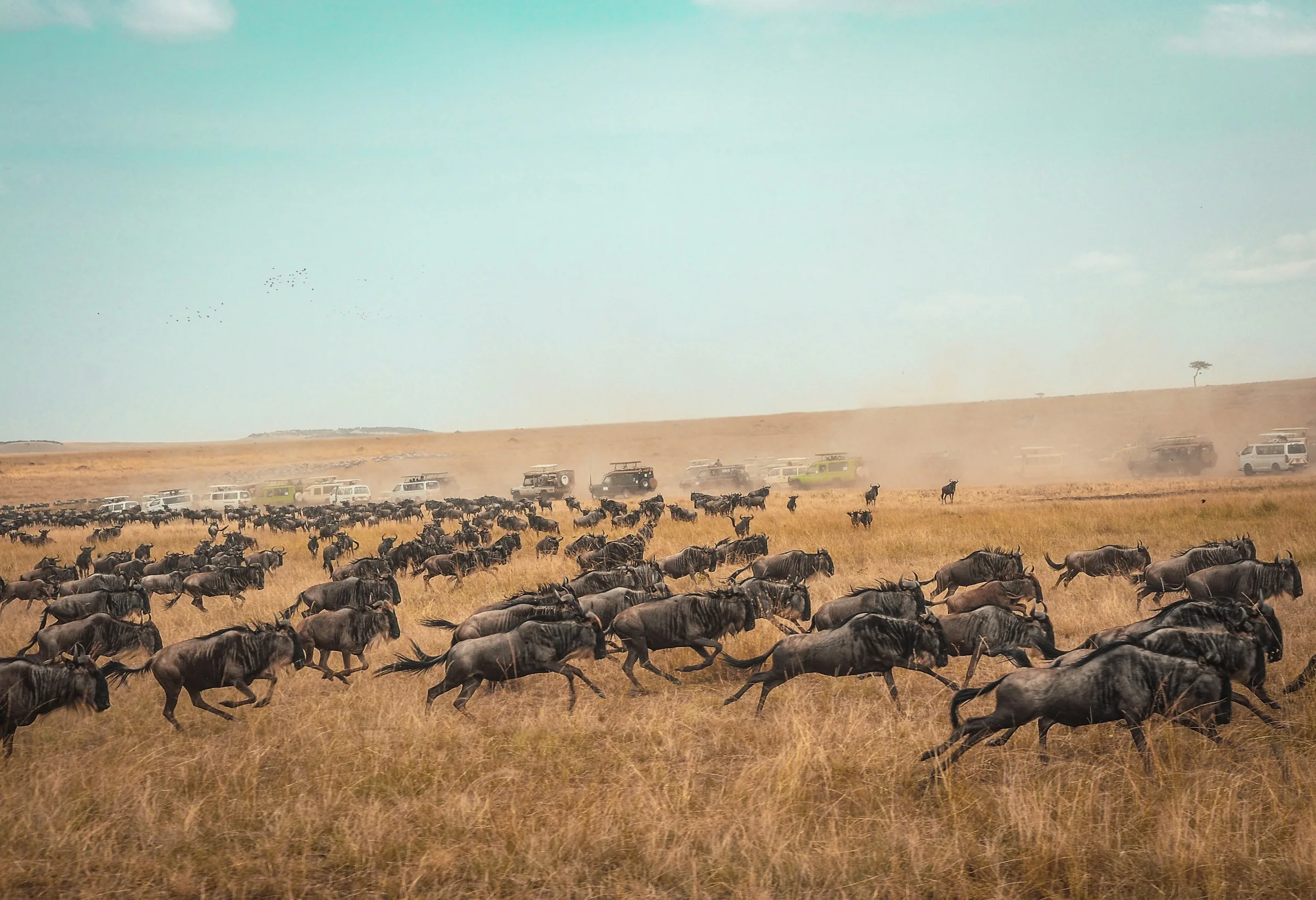Kenya & Tanzania Safari