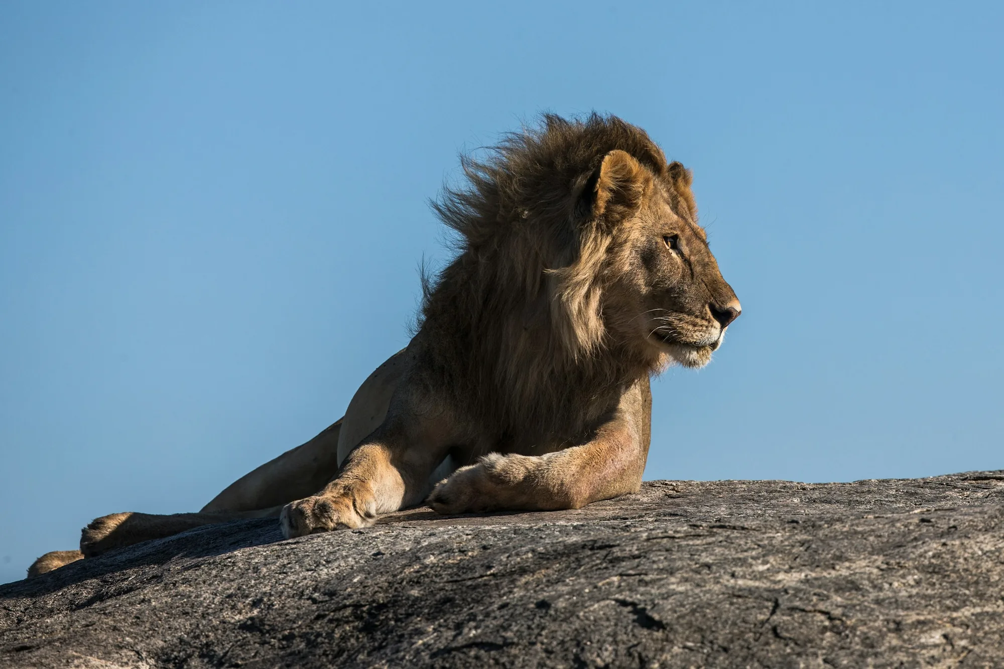 A male lion resting on a rock under a clear sky