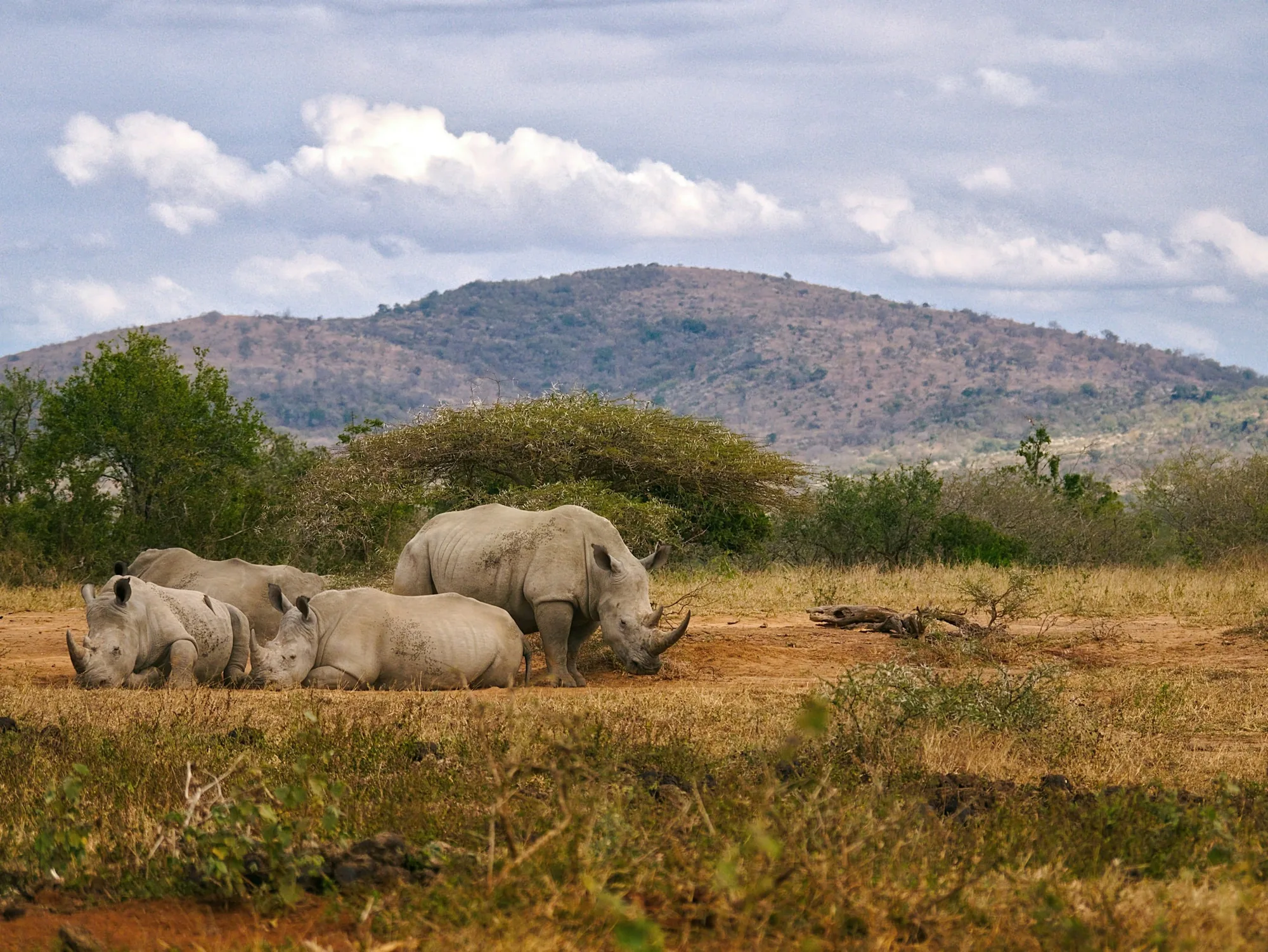 A crash of rhinos resting on the plains below green hills