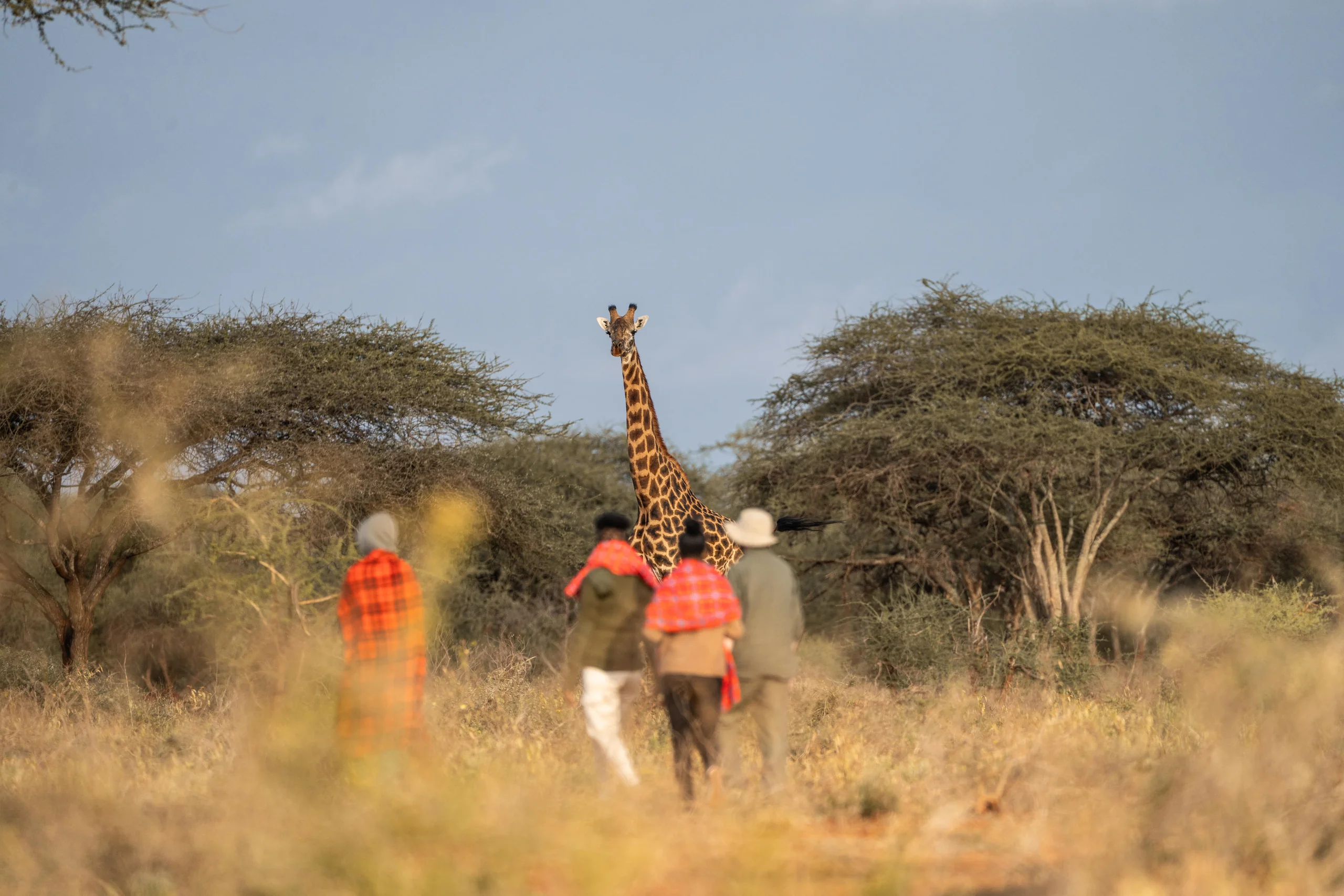 Activities - Guided Bush Walk