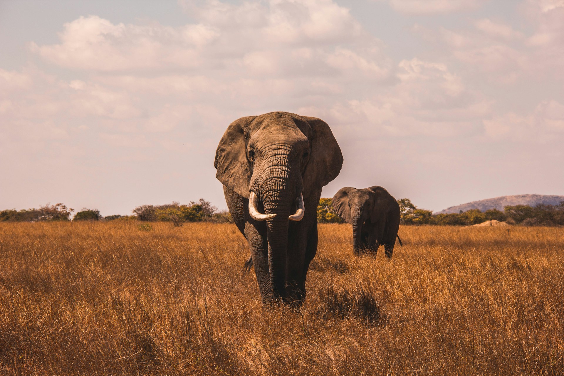Tsavo West National Park